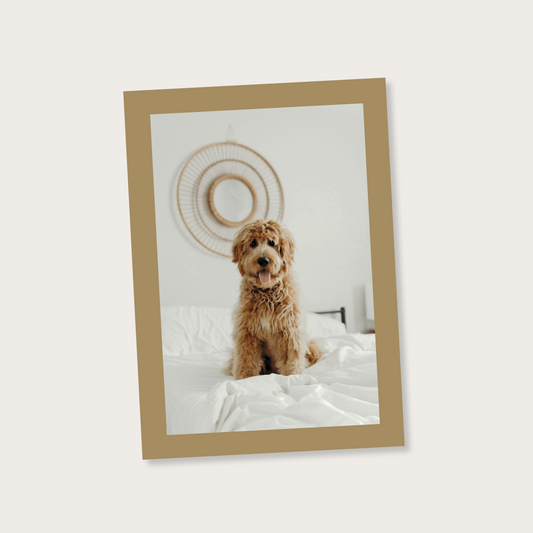 Ansichtkaart neutraal hondje