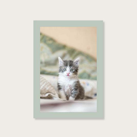 Ansichtkaart neutraal poesje