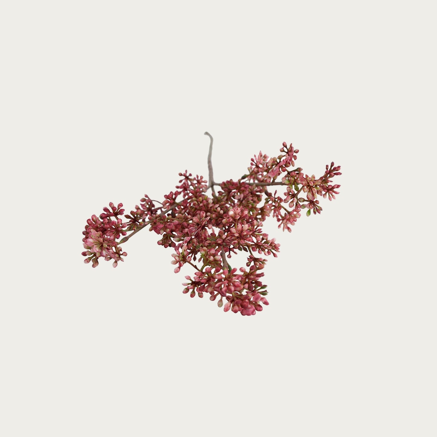 Countryfield Prunus Fuchsia