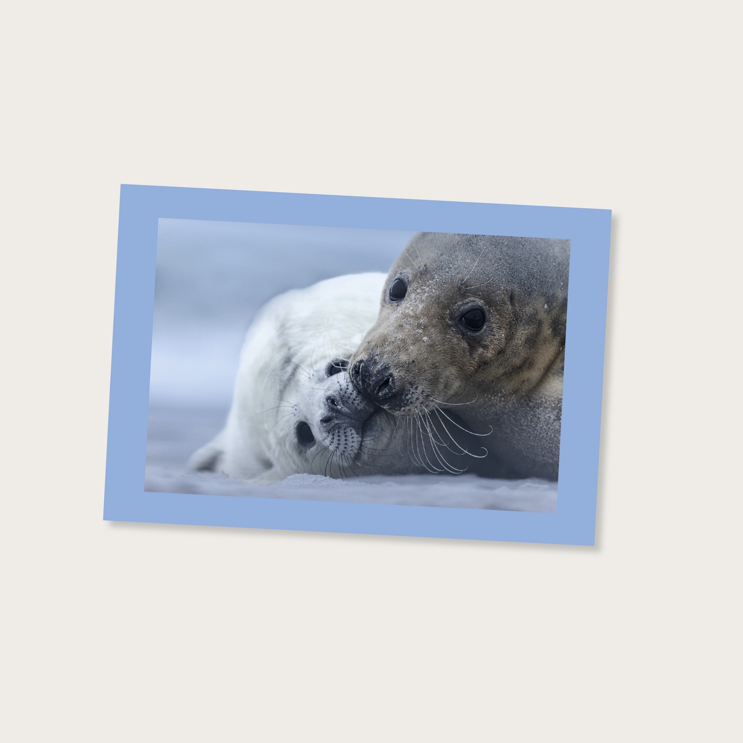 Ansichtkaart neutraal zeehond
